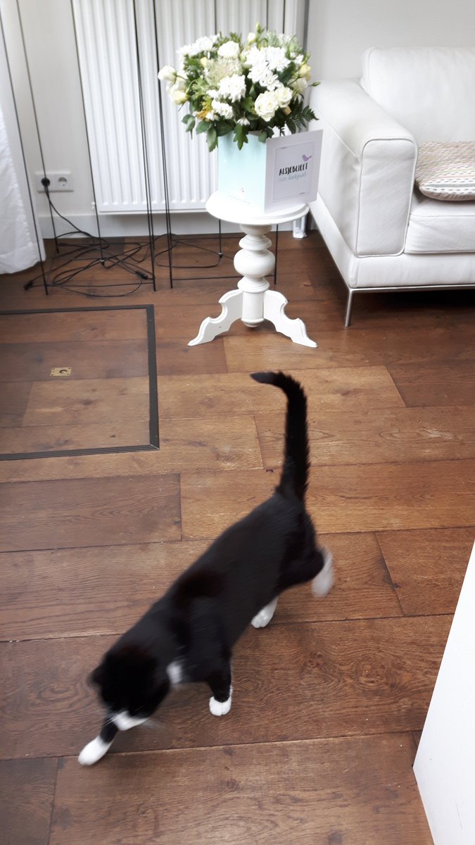 wenskaartvaas's tweet photo. #Cat Linky "helping" with fotoshoot #funnyanimals #cardvase #flowers https://t.co/ck8H1nzjb8