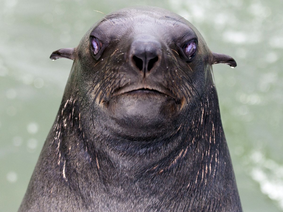 catersmediagrp's tweet photo. This is a seal of disapproval 😂 #seal #angry #disapproval #sealphotography #angry #angryanimal #angrypeople #moscow #namibiancoast #animalphotography https://t.co/6FxXzpsX5i