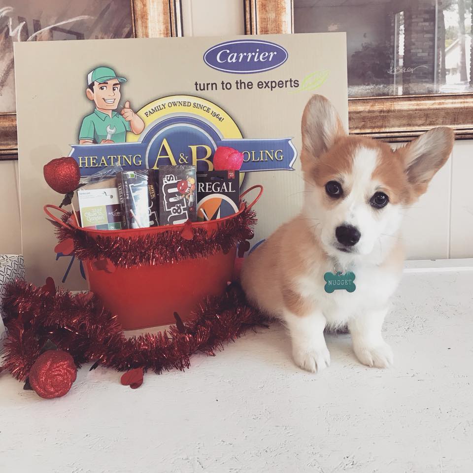 ab_hvac's tweet photo. We are so excited to be a sponsor of the Dad &amp; Daughter Dance hosted by Barnesville First United Methodist Church! We have a great door prize for attending dads and daughters! Puppy not included lol! #Daddaughterdance #Abheating #ABheatcool #Corgi https://t.co/7gyggHT0UH