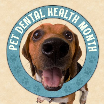 Keeping your pet's teeth and gums clean does much more than just prevent bad breath. Schedule your pet's dental exam today. #dentalhealthmonth