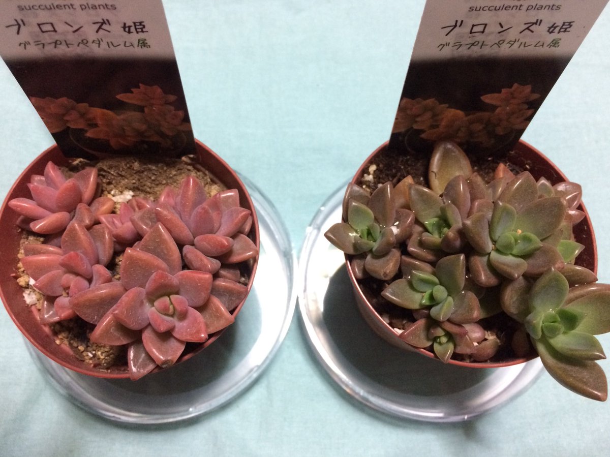ｃｉｅｌ ａｌｅｎｃｏｎ シエル A Twitteren 今日もオカーマ富田店行って画像右の緑のブロンズ姫 買ってきた 左は先日オカーマ黄金店で買った子だけど ここまで違うなら札をピーチ姫とブロンズ姫に分けたほうが良さそうだよねwww 多肉植物