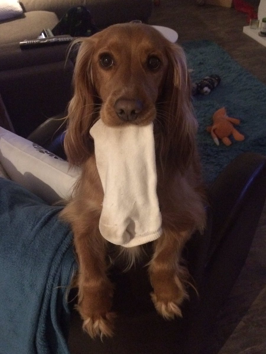 amandasiggery's tweet photo. Roses are red, violets are blue, my sprocker is Honey, she loves a bedsock or two. @PetsatHome #VIPRhyme https://t.co/zOTzjSP36K