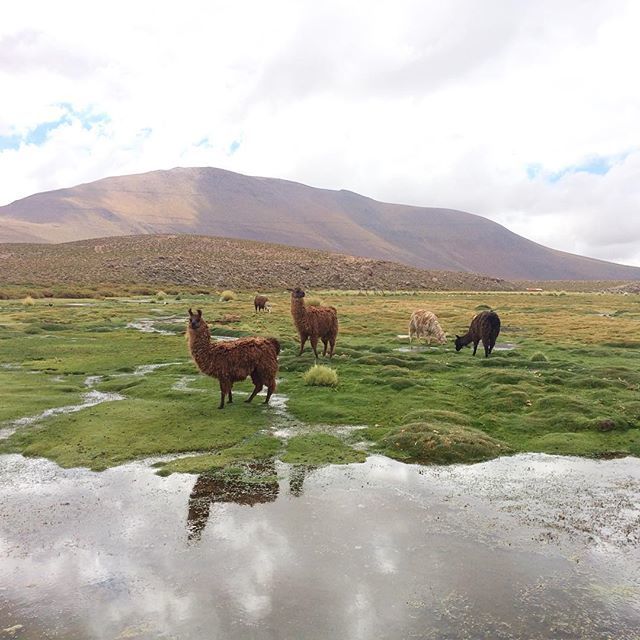 Palmesetpouce's tweet photo. Llama, alpaca, guanaco ou vicuña ?
.
.
.
.
.
.
#llama #alpaca #guanaco #vicuña #serge #atacama #chile https://t.co/hxotmcQ89u https://t.co/iIbl7dt1Sq
