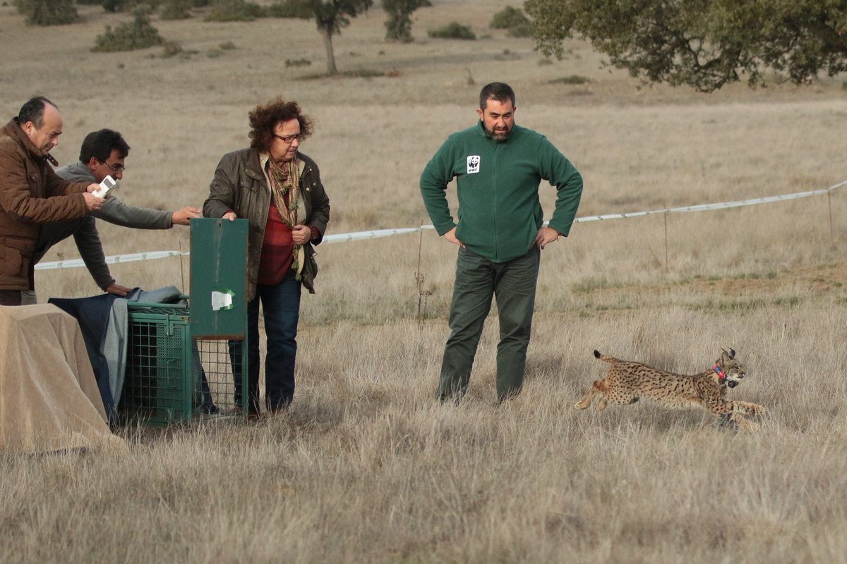 Enkidu_Wild's tweet photo. @iberlinceEU reintroduce nuevos linces en CLM para reforzar las poblaciones  https://t.co/g7twakAXSr @LifeIberlince @LifeIberlince @linceibericoSOS @Lynxexsitu @LifeIberlince @LIFEprogramme @miguelsimon03 @linceibericoSOS @WWFespana @LuisSuarezWWF @RamonLinceWWF https://t.co/akP2CvfNNq