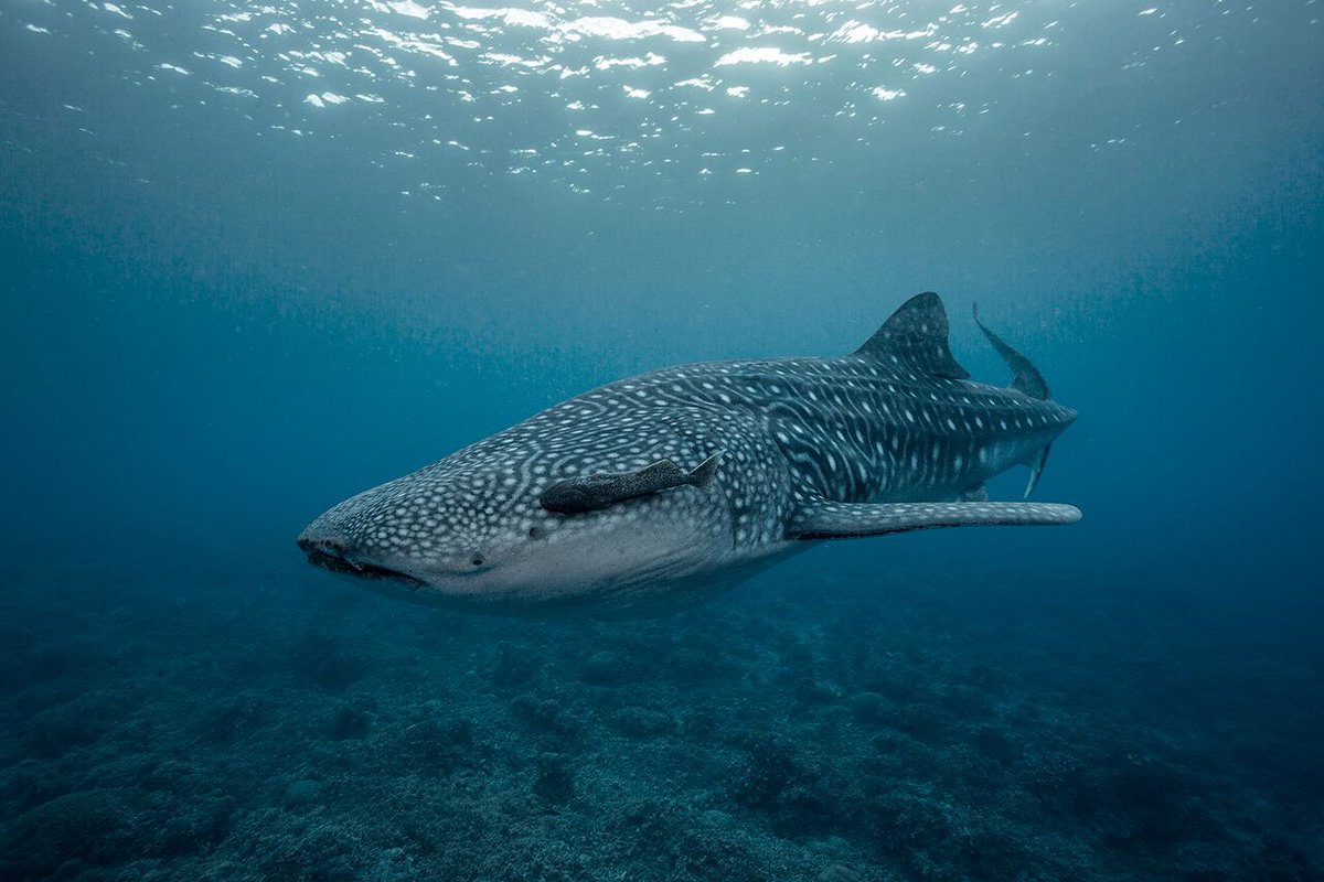 Tiny microplastics in the oceans pose a major threat to the ocean's largest creatures: ow.ly/h2fY30idc60 p: Rick Miskiv