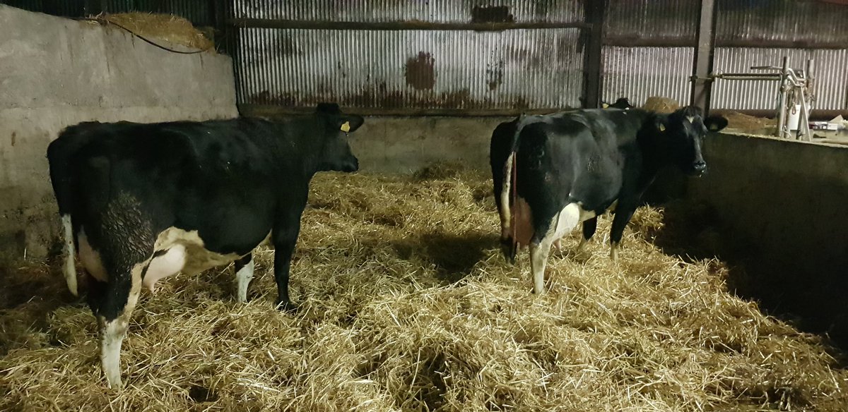 billokeeffe's tweet photo. Mother and daughter calving together. Both carrying heifers. #cowfamilies https://t.co/DCqlMJKU0m