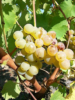 *⃣ ValdeLoire : Un congrès international dédié au #chenin en 2019 
#loirepower #drinkloire <a href="/vinsdeloire/">Vins du Val de Loire</a>
➡ mon-viti.com/filinfo/vie-de…

#WineMorning ☕⏰