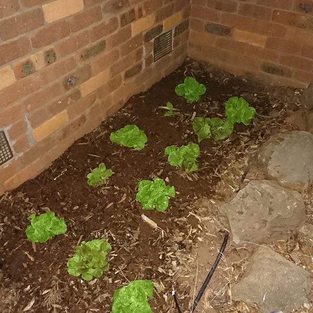 sureformsandbc's tweet image. In the last couple of days our lettuce seems to have doubled in size. #victoria #australia #growyourown #vegbitches