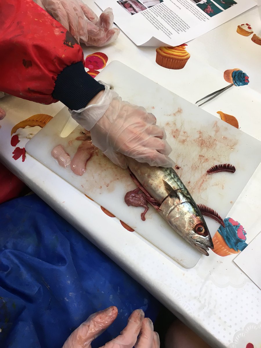 PrimaryWhirley's tweet photo. Year 6 learning about fish anatomy in an interesting practical! #learning #bringsciencealive #makingmemories #Year6 https://t.co/5c1NYHv3Ot