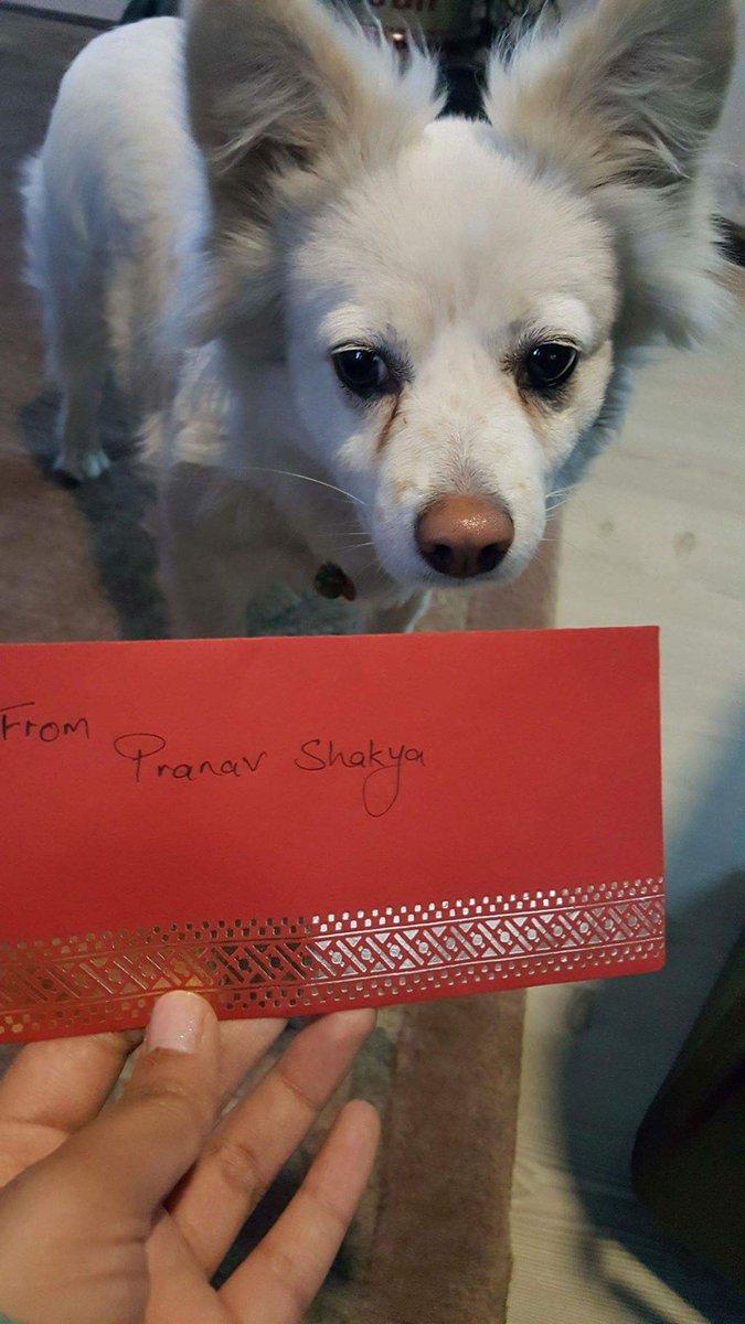 PHNepal's tweet photo. Thank you, Avi <3
The neighbourhood stray pups are going to get their first vaccinations this weekend :)
#ProjectHumaneNepal https://t.co/6Jf3NPBN0n