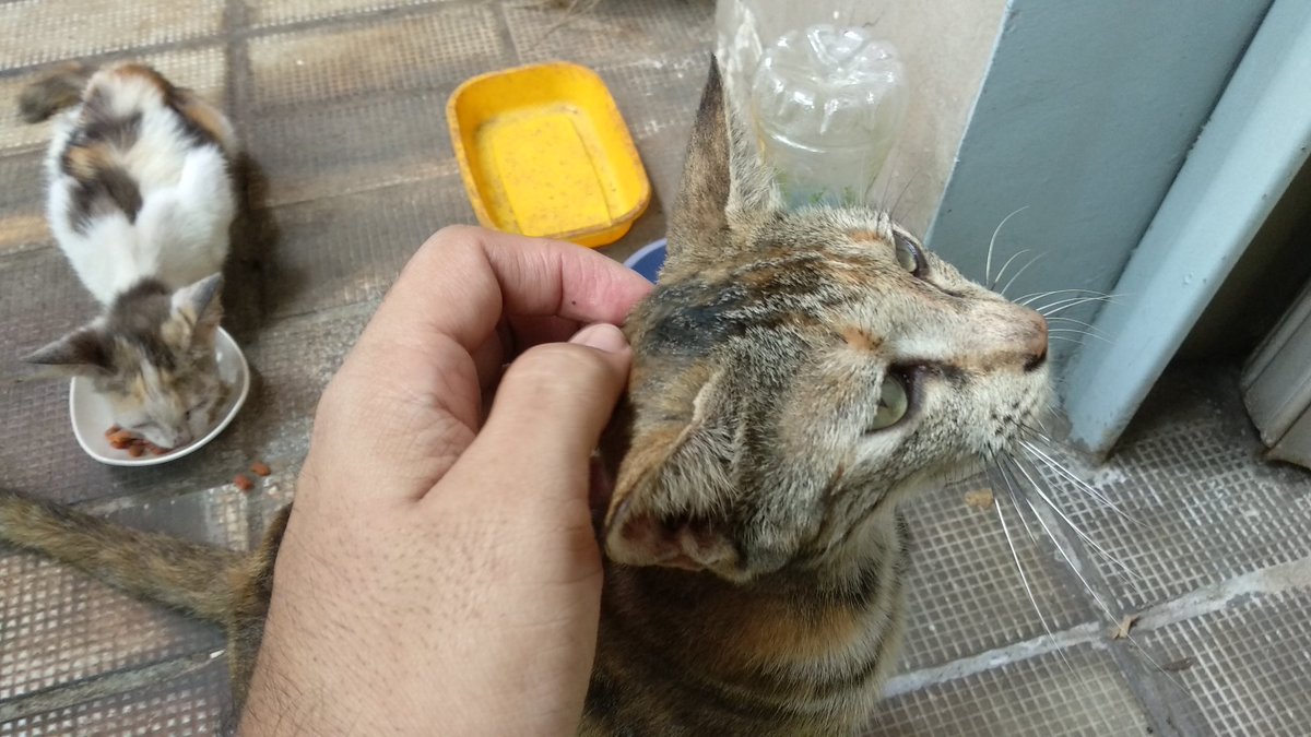 rayafahreza's tweet photo. Also new from last week is this orange mocha mommacat. Had breakfast with Lil Latte this morning. #foodforstrays https://t.co/PqJpixQOq0