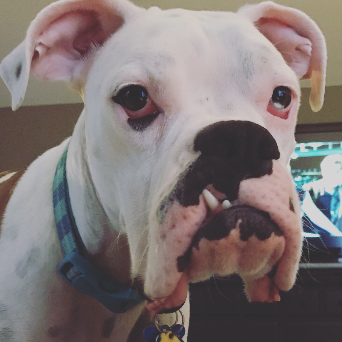 TeachLikeAGirl's tweet photo. This one ... he just drank an entire latte out of a mug that was sitting on my nightstand. #OhGus https://t.co/665V7xvld2