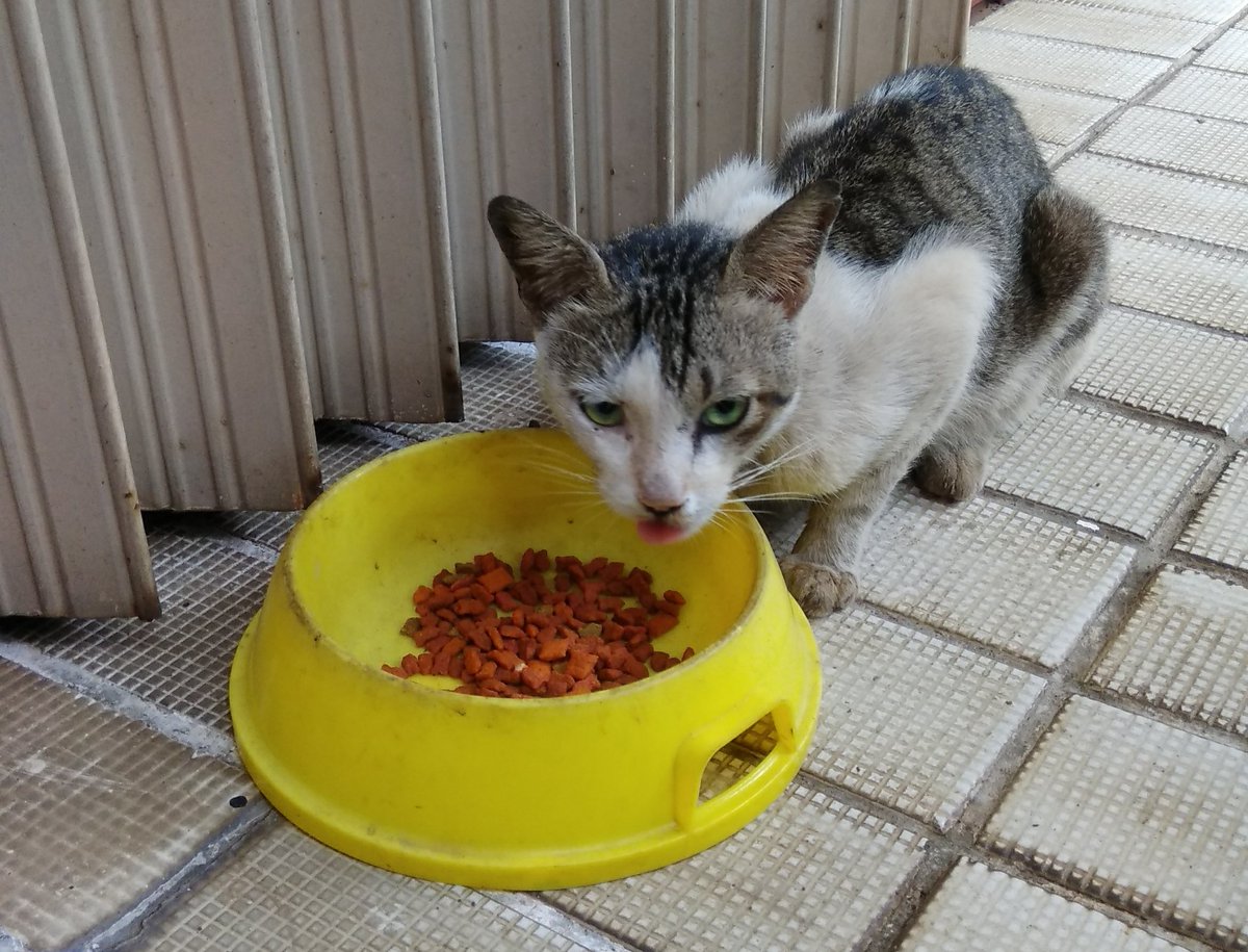rayafahreza's tweet photo. This old guy whom my neighbor named 'Si Kakek' is current regular. Yet to learn to share with others. Will teach him. #foodforstrays https://t.co/JhwTWou93q