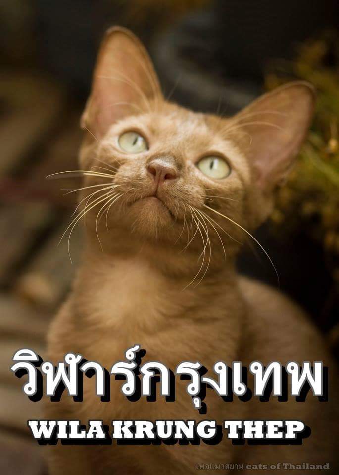 ดับเบิ้ลยูเอโอ 🐱 on X: ดับเบิ้ลยูเอโอ 🐱 On X: