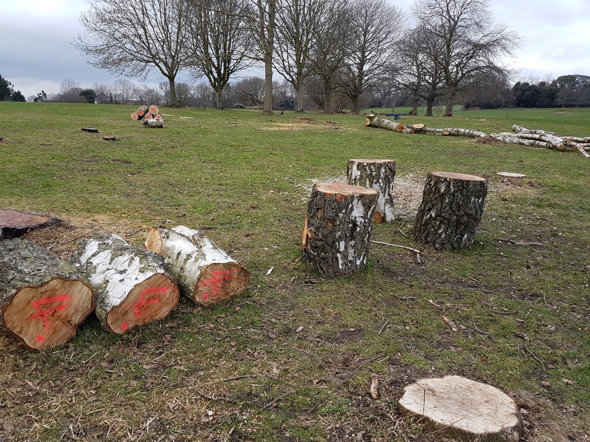 supersophski's tweet photo. More trees felled in #Beckenham Place Park - Silver Birches that looked mature and healthy. #beckenhamplacepark #Bromley #SaveBPP #BPP https://t.co/FkehzQB2xX