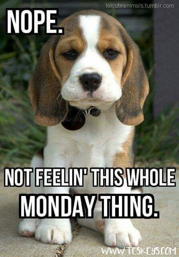 TeskeysSaddles's tweet photo. Anyone else feelin' like this today?
#MondayFeels #Teskeys https://t.co/ouqjmzep66