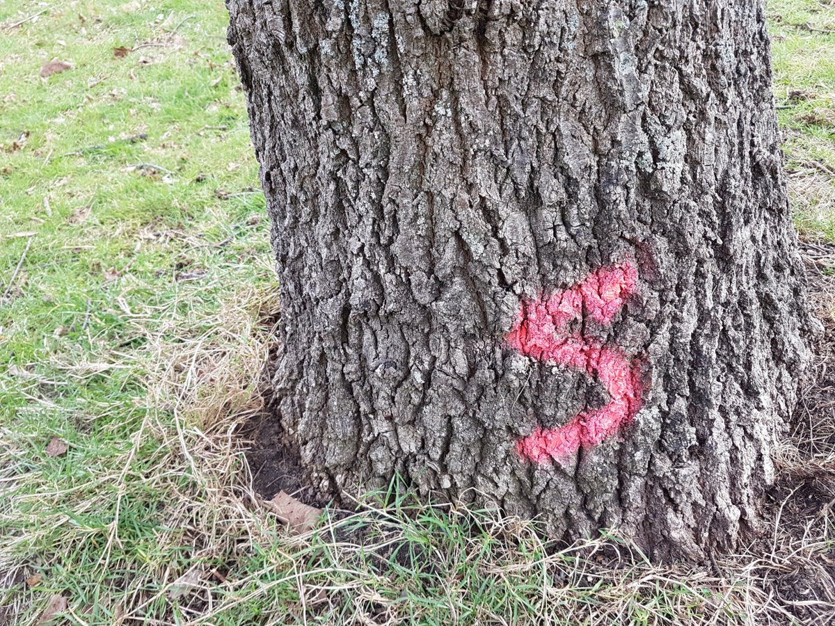 supersophski's tweet photo. What does this paint mark mean? Is it another mark of death, or does it mean 'save me'? If it's the latter the I've just seen many more trees that are not going to be here soon.I really hope @LewishamCouncil are stopping this tree cull in #beckenhamplacepark #BPP #SaveBPP. https://t.co/BsrO5ThfKP