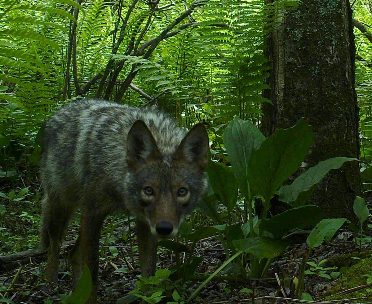 Canid_Camera's tweet photo. #citizenscience project #CanidCamera made @SUNYESFNews!
https://t.co/Eb0GjWlVVW
Check us out and find your own #wildlife @ https://t.co/PVHVUwh56n
#esfstudents #sunyesf #trailcam #nature https://t.co/DkYeKuRcQ3