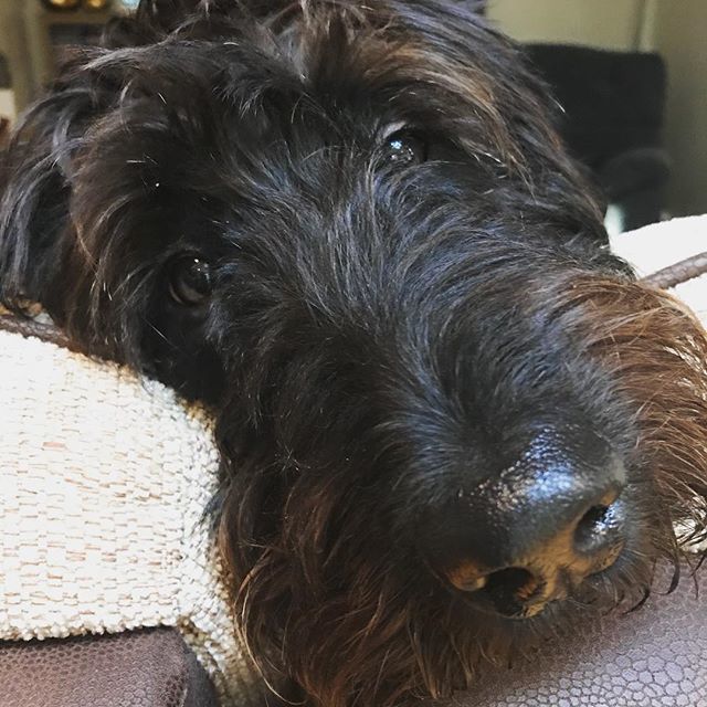 MindfulMoment10's tweet photo. Such a handsome boy. Can’t believe he’s going to be 2 in a few weeks! Now what’s a good birthday present for him? •
•
•
•
•
#dogsofinstagram #rspets #cutepetclub #petsofinstagram #petscorner https://t.co/zfpPcmfg0L https://t.co/DYklO01ZQh