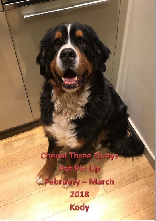 Cheval_Global's tweet photo. Those eyes just make us melt!!!! Meet Kody our #ChevalPetPinUp for #February, who is currently staying #ChevalThreeQuays! All our #ChevalResidences are #Petwelcoming so you never have to leave your furry family member @ home when you stay with us π #London #petfriendly #5star https://t.co/JeR6UcpIei