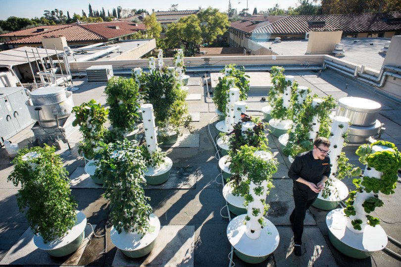 TowerGarden's tweet photo. School rooftop farming at its finest! This @Caltech dining hall chef grows his own ingredients with 48 Tower Gardens: https://t.co/ny2bkVHmp0 https://t.co/YmjkPkQqPz