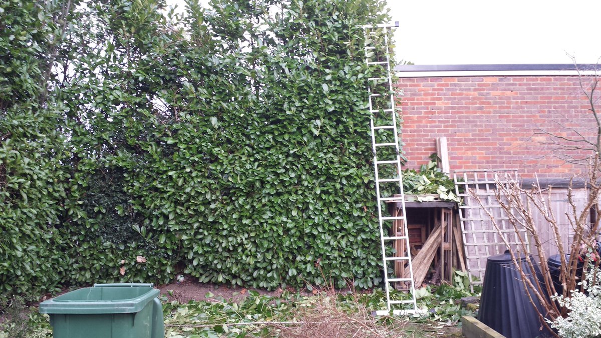 RedRoseServices's tweet image. Red Rose are always on top of the garden. Need a laurel pruning - get in touch #spotaaron #RRGS