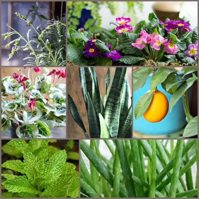 hearthandvine's tweet photo. Don't give flowers on Valentine's Day. Give a plant instead. https://t.co/xyaLABUHLD #gardengifts #valentinesdaygiftideas #plantsforlove #plantsforluck #houseplants https://t.co/ehvuUD7JVX