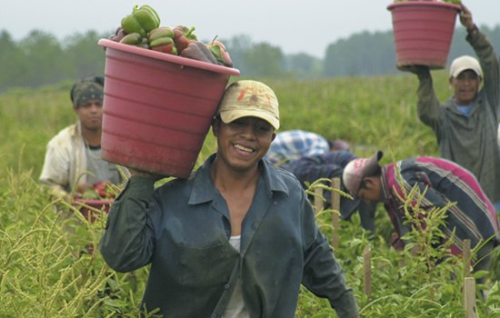 EmoryONR's tweet photo. Agricultural workers in hot climates show a higher prevalence of kidney damage. @EmoryNursing's @jacquelinemix, Valerie Mac, Vicki Stover-Hertzberg, @LmccaulMcCauley, &amp; @EmoryRollins's Lisa Elon explore the connection in their latest article: https://t.co/caERU0nlFQ https://t.co/3eK6MUNHY0