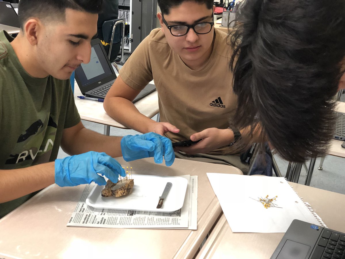 BUHSITC's tweet photo. Dissection Day! Sheep brain https://t.co/6c4pGZ2kiz