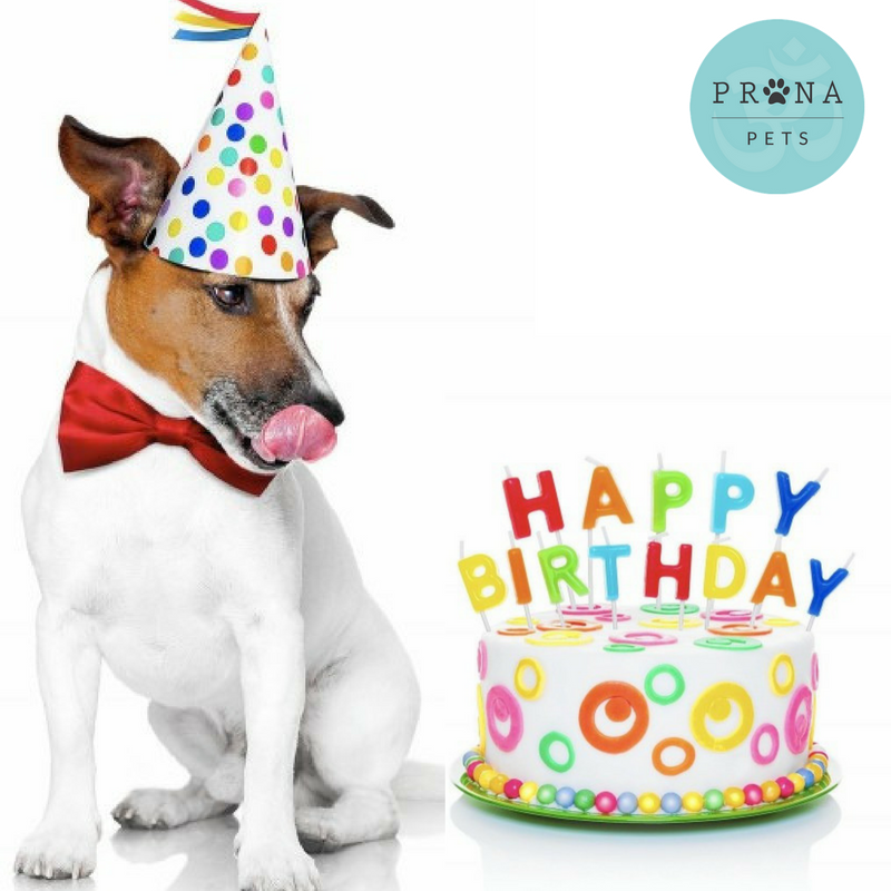 PranapetsFans's tweet photo. Wishing a very happy birthday to all the February fur babies! Shop now and save on our natural, holistic pet products with code FACEBOOK15 here: https://t.co/p887QixQFw https://t.co/Ep0A9gmSfR