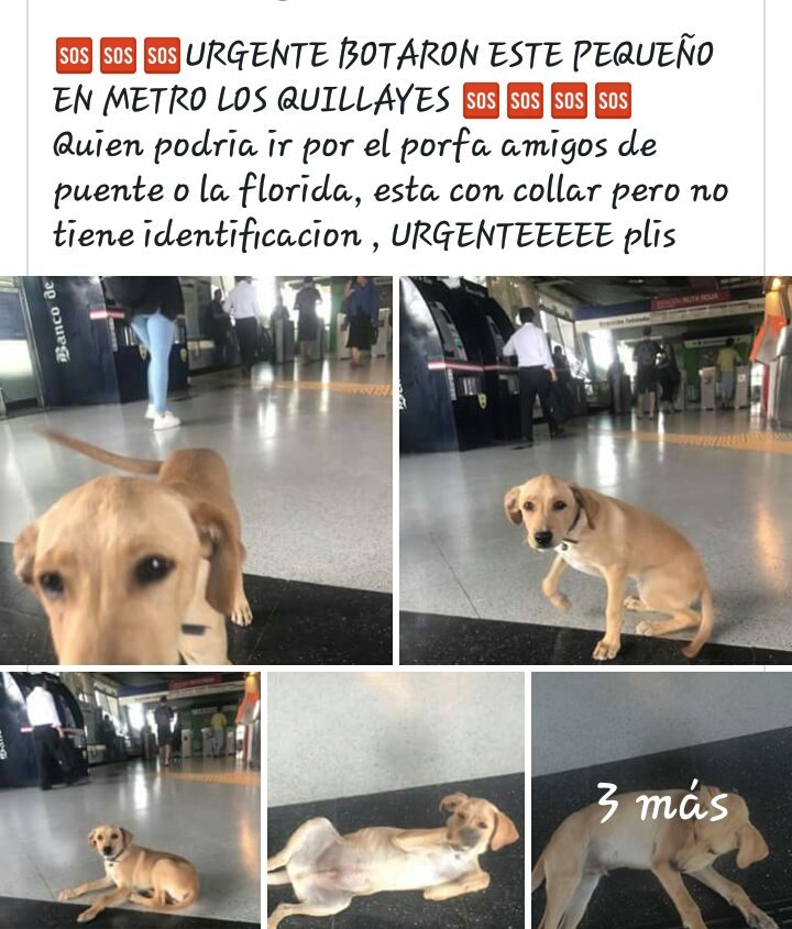 @SitaJoc <a href="/adogtamecl/">adogtame</a> <a href="/kattykowaleczko/">Katty Kowaleczko</a> <a href="/KathySalosny/">Kathy Salosny</a> <a href="/TonkaTP/">Tonka Tomicic</a> <a href="/XimenaAG70/">Ximena A.G</a> <a href="/fundacionstuka/">Fundación Stuka</a> <a href="/metrodesantiago/">Metro de Santiago - #50Años</a> Nueva triste moda botarlos en el metro