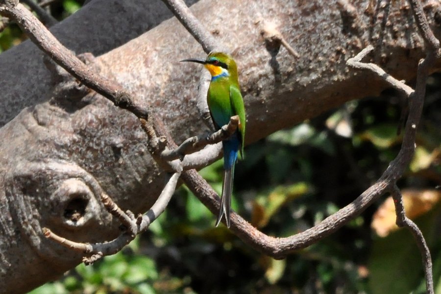 MothClark's tweet photo. I love #Africa!!! #Swallowtailed #beeeater 4 yrs ago today #Bijilo National Park, #Kololi, The #Gambia - just a short walk along the beach from #Kairaba Beach Hotel https://t.co/BoFCaTqdF8