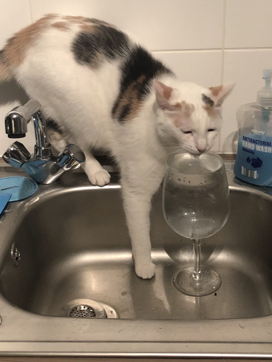 richlouellen's tweet image. Penny’s staying hydrated, but doing her bit by not leaving the tap running! Even kitties can #usewaterwisley and look she even has her #universalplug handy for when she does need to run the tap and fill up the sink #penny #watersavingkitty 😸💧