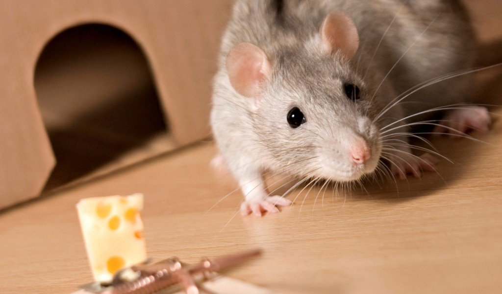 Mice vs Rats: What’s the Difference? » bit.ly/2nGXiRU

Does your home have a rat problem? Or maybe mice? Wait, what's the difference again...