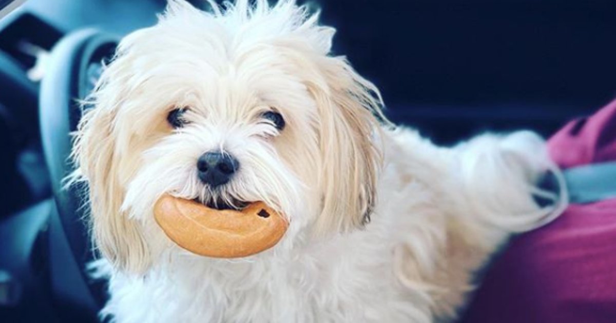 BringFido's tweet photo. Have you taken Fido through the Einstein Bagels' drive-thru? @EinsteinBros #einsteinbros #bagels #doggiebagel #drivethru #dogsincars #drivethrudogs https://t.co/Sj1Pj6ETAp https://t.co/yfFzEmsYHi