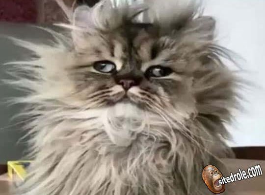 Images In Nation Auf Twitter Lundi Matin Je Ressemble A Qui T Co 6w5r7fyp Insolite Drole Humour Rire Mdr Joke Blague Lol Fun Followforfollow T Co Kywdenjnsw Images In Nation Auf Twitter Lundi Matin Je Ressemble A Qui T Co 6w5r7fyp Insolite Drole Humour Rire Mdr Joke Blague Lol Fun Followforfollow T Co Kywdenjnsw