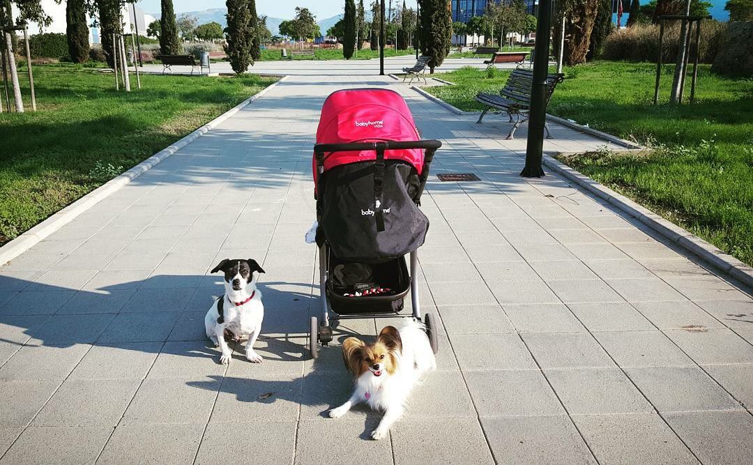 babyhome_social's tweet photo. Ready, steady, go! 🏁 Everybody is already on their mark, ready for their daily walk - our BABYHOME Vida included. What are you waiting for @doberandpap? https://t.co/URWMFVJyaF
