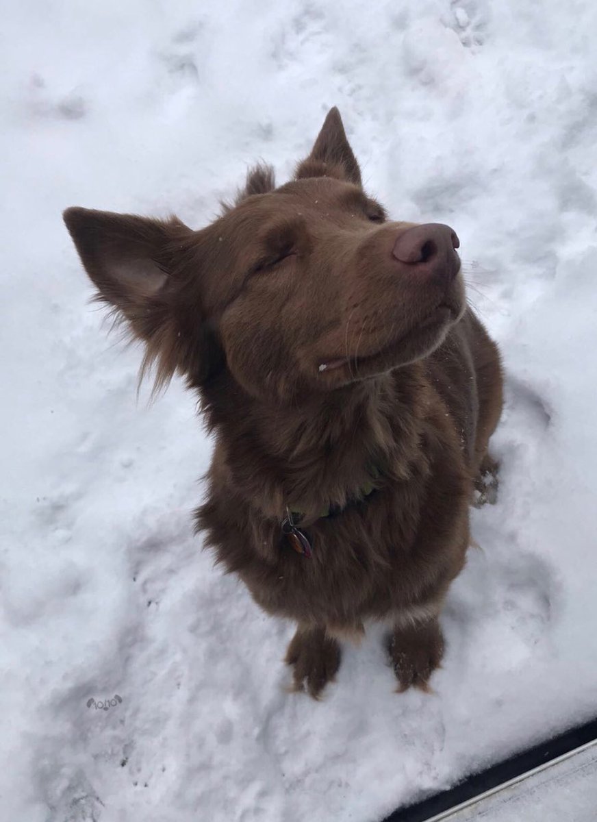 dog_rates's tweet photo. Say hello to Bruin. He’s currently lost in exestential wintry bliss. 13/10 would not disturb https://t.co/XAhCpqeziL