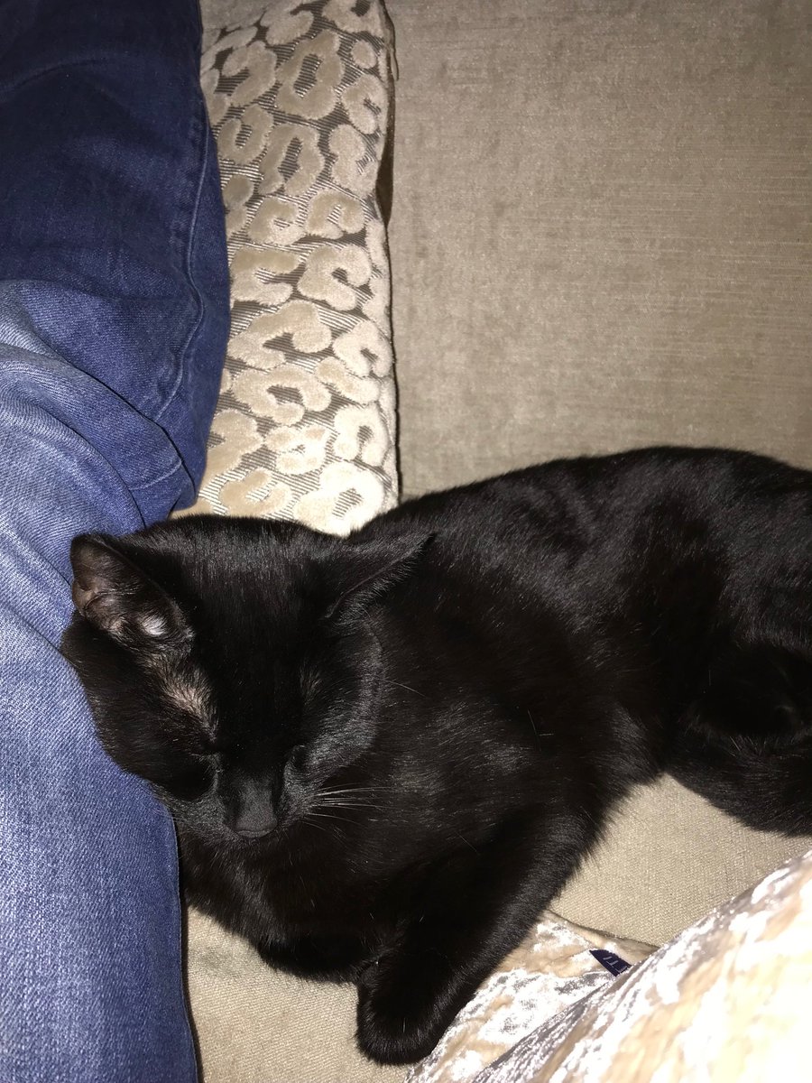 Mack enjoying some daddy day time before he starts his new job tomorrow...to clarify my cat has not gained employment