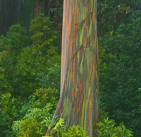 NaturelsWeird's tweet photo. The beautiful rainbow eucalyptus tree is the only species of Eucalyptus native to the northern hemisphere. https://t.co/AW9sG8STKk