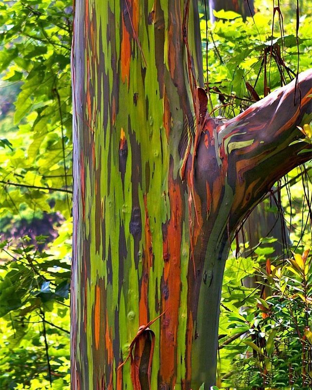 NaturelsWeird's tweet photo. The beautiful rainbow eucalyptus tree is the only species of Eucalyptus native to the northern hemisphere. https://t.co/AW9sG8STKk