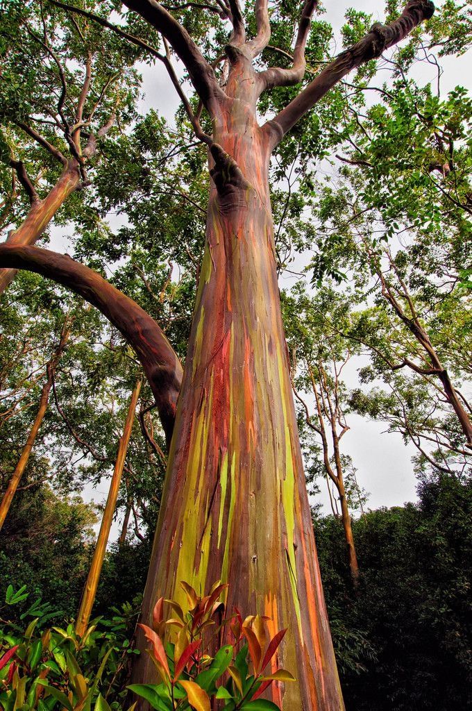 NaturelsWeird's tweet photo. The beautiful rainbow eucalyptus tree is the only species of Eucalyptus native to the northern hemisphere. https://t.co/AW9sG8STKk