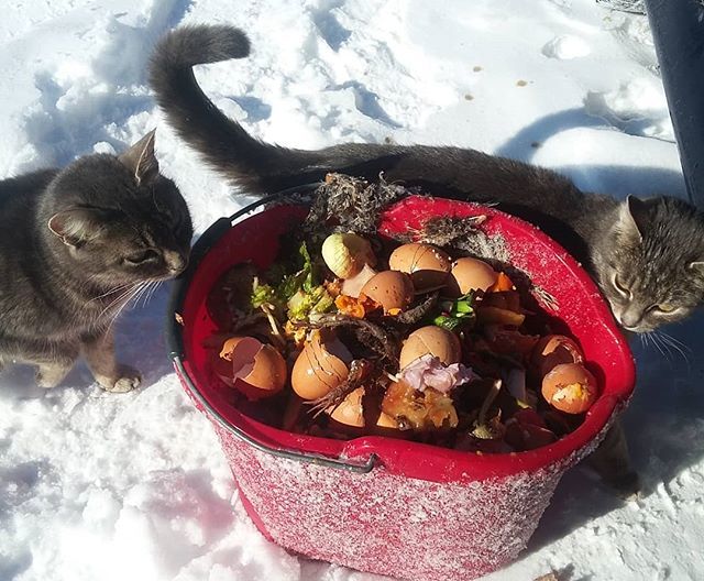 TopsyFarms's tweet photo. I attracted some attention when delivering our kitchen scraps to Nick's pigs.

#farmlife #foodstorage #freshfarmfood #community #neighbours #amherstisland #ethicalfarming #kittens #barncats #useeverything #useeverypart https://t.co/MyR8tI2D5B https://t.co/NL0jYbZqpA