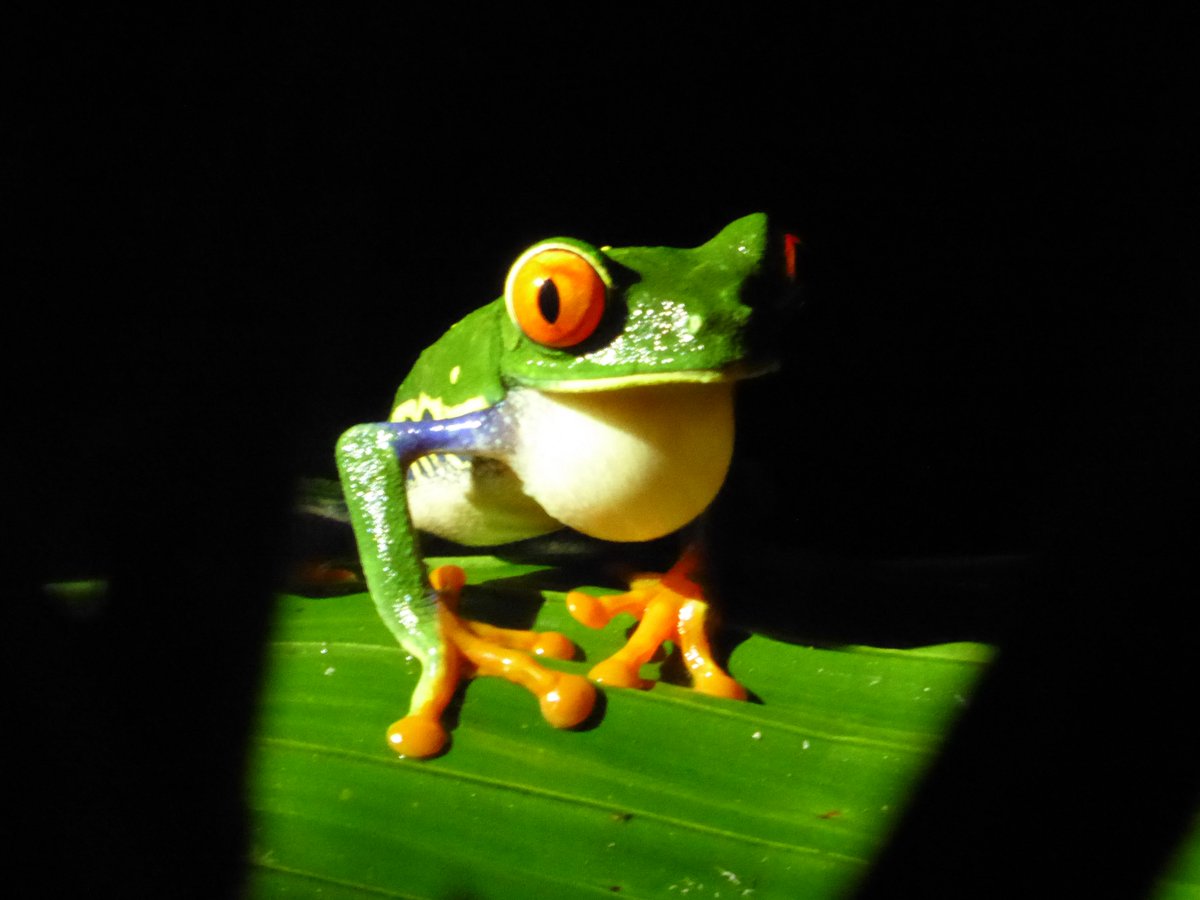 AliBourne13's tweet photo. A little something to soothe @PageFortyFive as he goes through the 'change' #Page45Evolution #RedeyedTreeFrog #CostaRica https://t.co/9jAj8xnkvH
