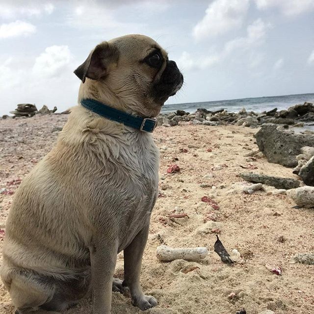 dempugsthough's tweet photo. Forget the glass slippers, this princess  wears flippers! 👡👙 #princess #swimming #newyearsdive #pet #pug #pugs #chihuahua #petstagram #puppiesofinstagram #pugsofinstagram #chihuahuasofinstagram #dogsofinstagram #igdog #pugnation #dogoftheday #dogs #p… https://t.co/eHLsLnn6Fl https://t.co/jm2U4UzQbX