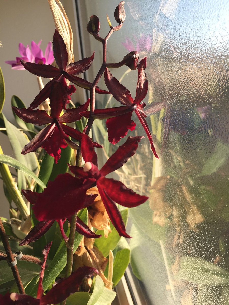 _leoj_joel_'s tweet photo. My late flowering orchids are putting on a good display this year! #orchids @mcbeans_orchids @GWmag @GWandShows @TheMontyDon https://t.co/ChzLAVHVYu