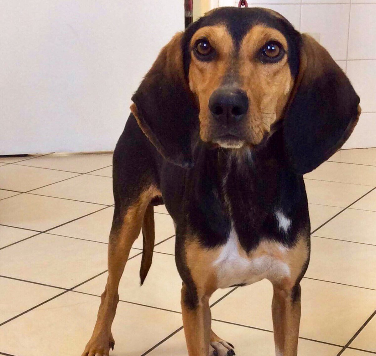 Saved from shooting, Ross is a sweet boy with a great character. He’s looking for humans who appreciate him and be his forever family in #U.K. #Germany #Holland Could your tweet help him find them?💕