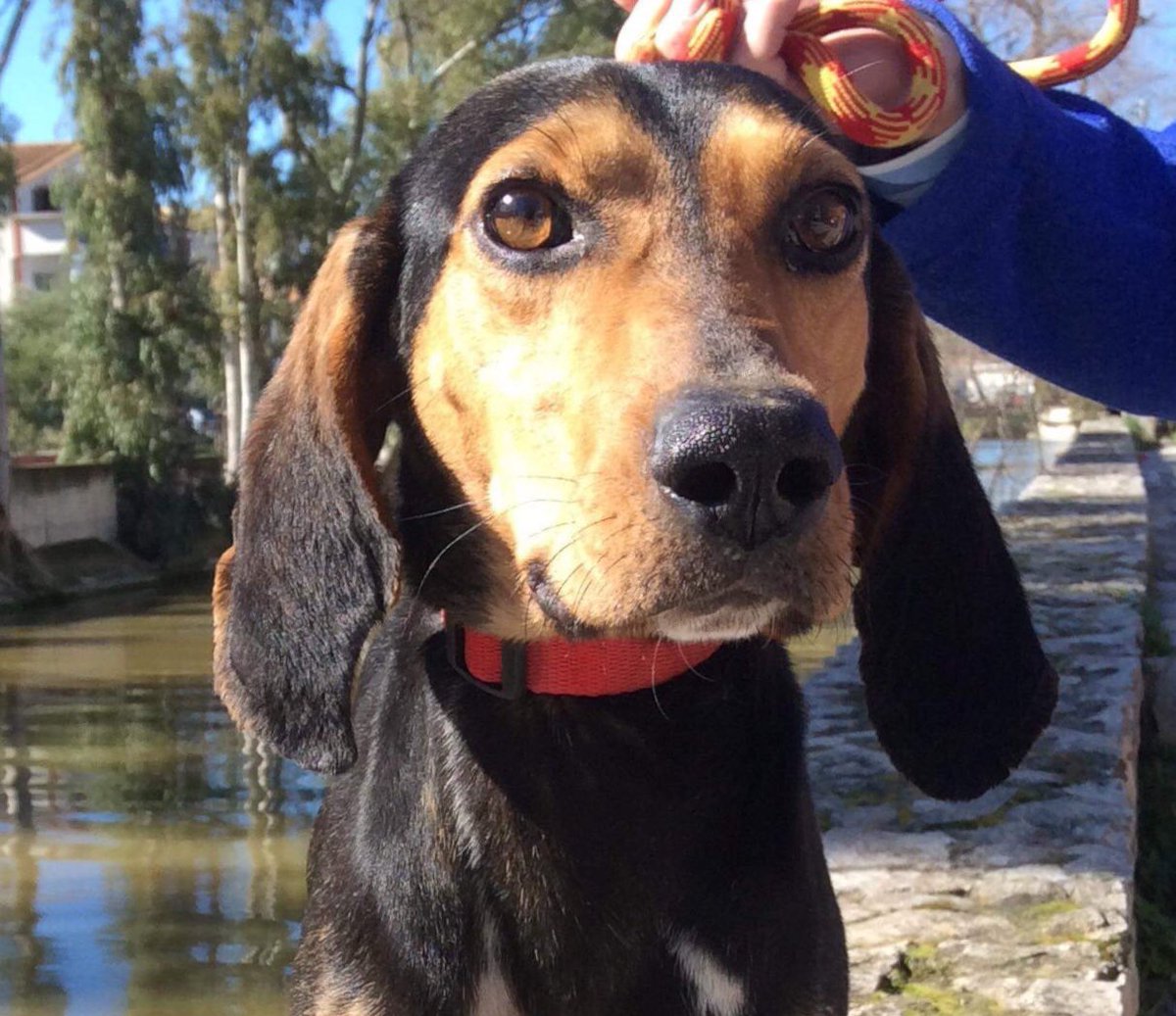 ZanteStrays's tweet photo. Saved from shooting, Ross is a sweet boy with a great character. He’s looking for humans who appreciate him and be his forever family in #U.K. #Germany #Holland Could your tweet help him find them?💕 https://t.co/QcLTxqL6JZ
