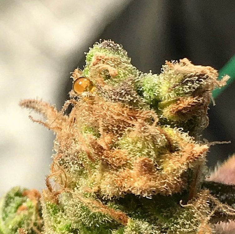 PathogenZero's tweet image. You don’t get results like these without proper preparation and protection. Link in bio to learn more #pathogenZEROapproved