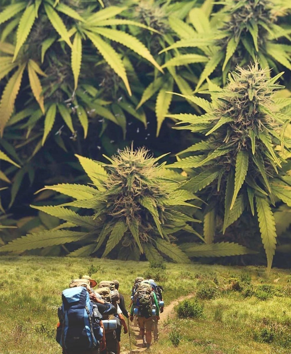 maryjane4lyfee's tweet photo. Could you imagine 😍 #stoners #stayhigh #StonerNation  @CLyK76 @_jena4n @LaRusso25 @Hippie_of_Love https://t.co/V78Eb9hR5u